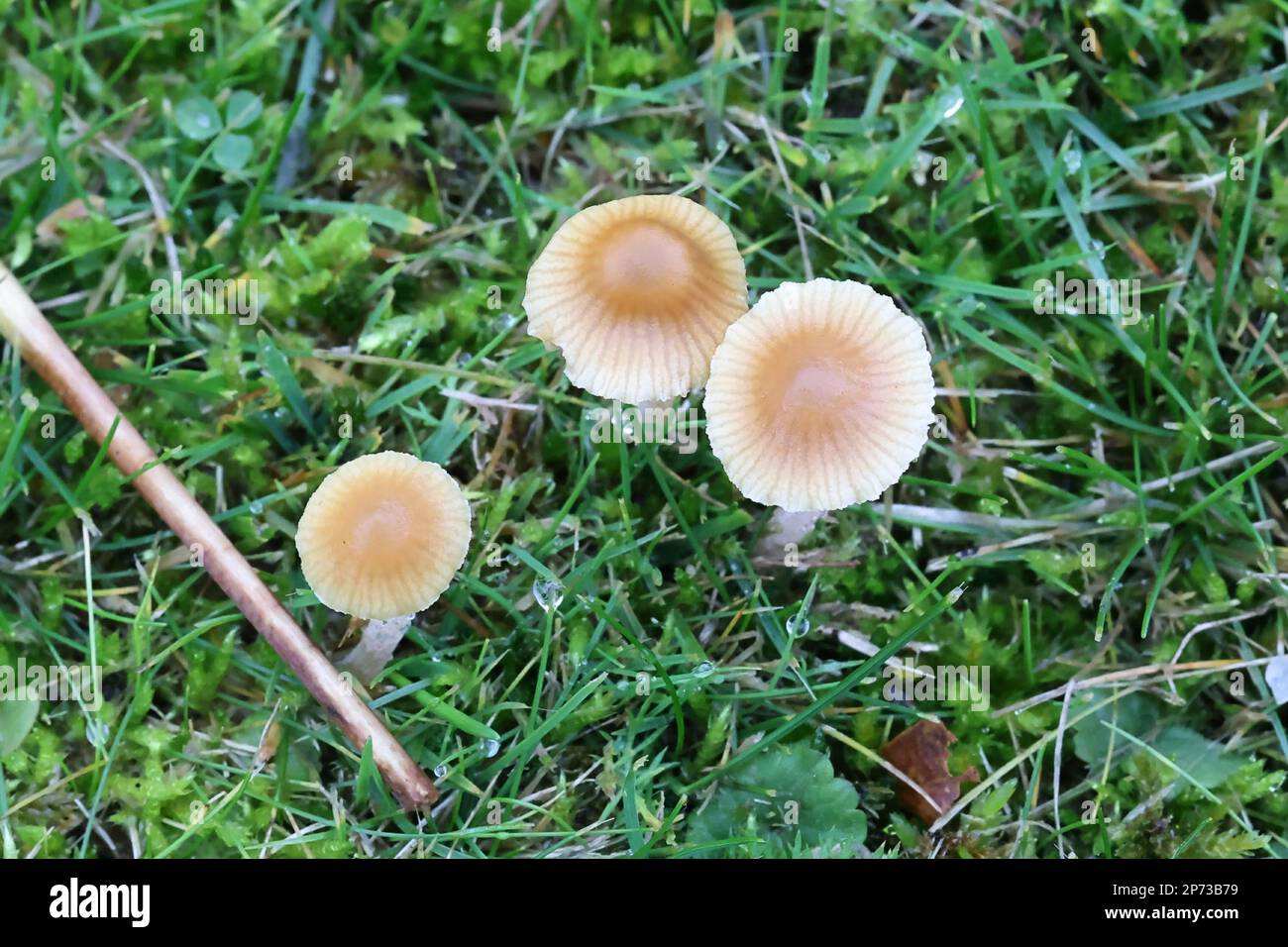Galerina graminea, comunemente conosciuta come campanello di erba sintetica, fungo da prato finlandese Foto Stock
