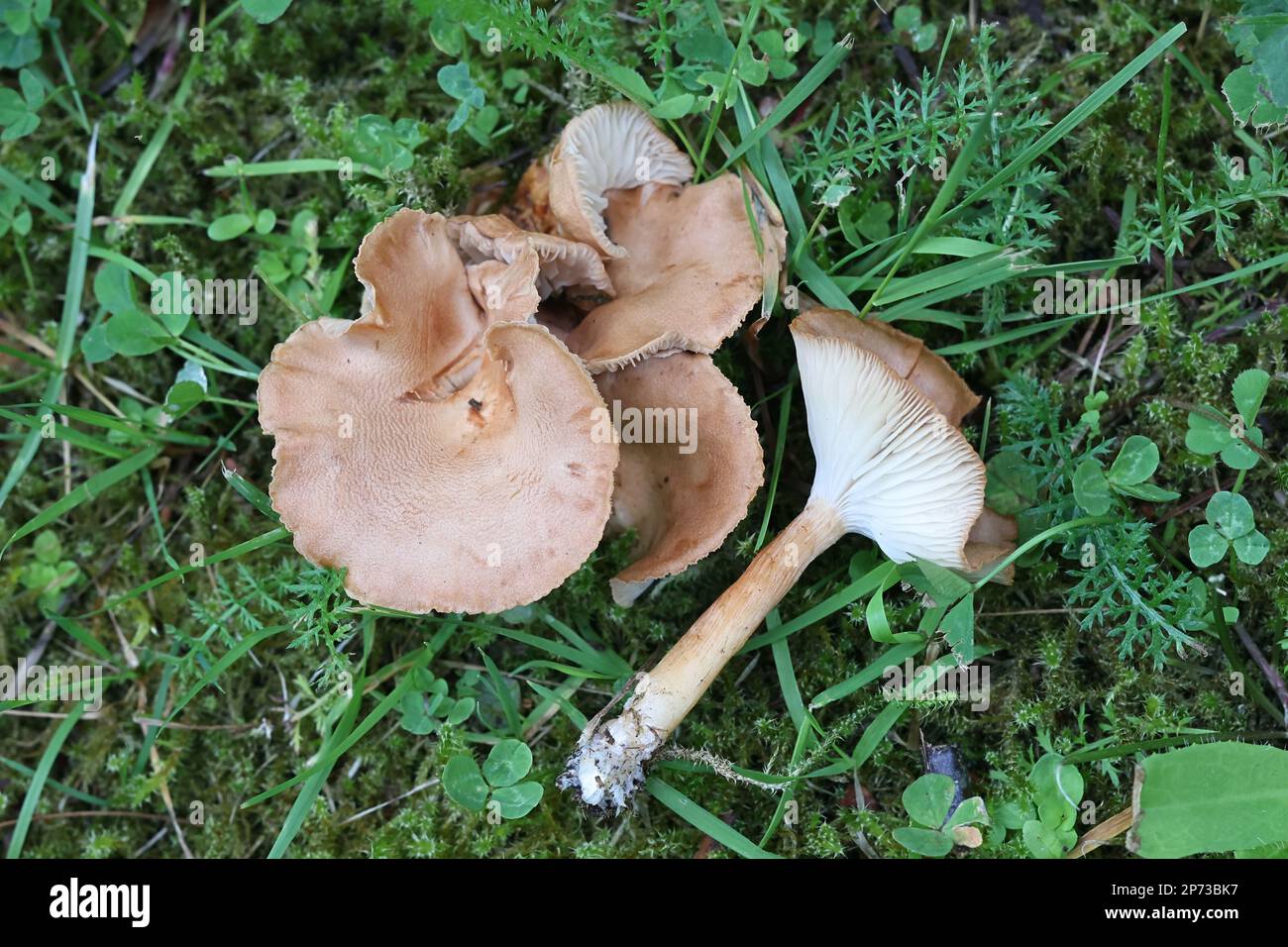 Infundibulicybe squamulosa, un fungo con tappo a imbuto della Finlandia, o nome inglese comune Foto Stock