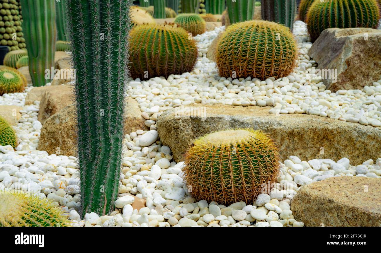 Giardino di Cactus. Albero di cactus verde. Pianta del deserto. Cactus elefante e cactus a botte d'oro nel giardino. Pianta del deserto. Piante succulente di cactus. Acuti Foto Stock