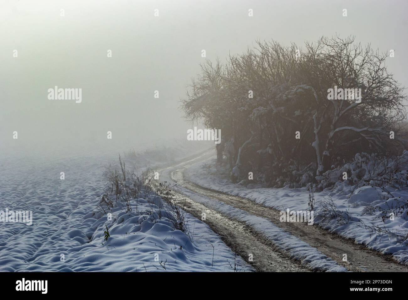 Una strada di campagna attraverso la foresta, una strada bagnata con la neve che cade dagli alberi. Foto Stock