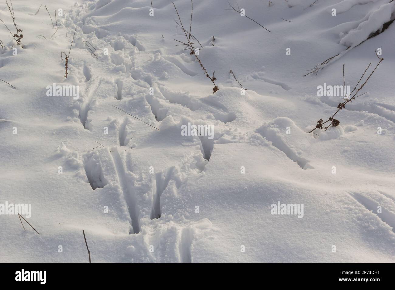 tracce di animali nella neve, lepre piste in inverno nella neve. Foto Stock