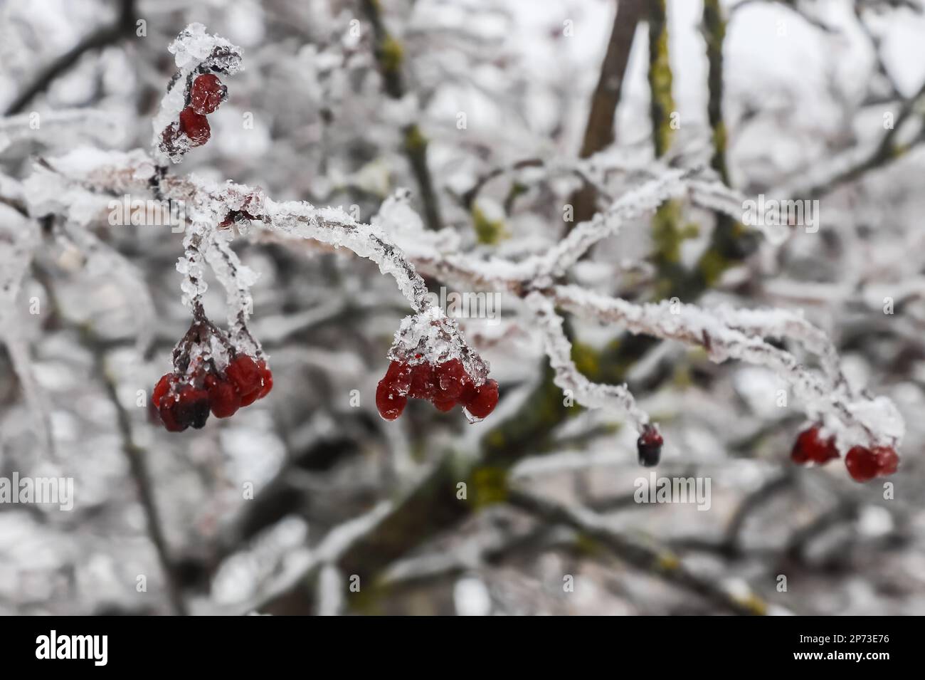 Bacche rosse gelide d'inverno, ciclicini appesi coperti di ghiaccio da una tempesta di ghiaccio. Un ramo dopo la pioggia gelida. Foto Stock