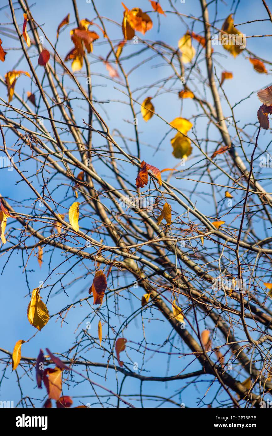 L'ultima parte su un albero in autunno Foto Stock