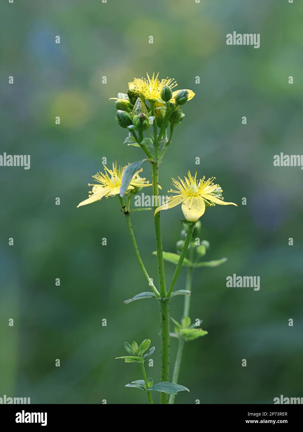 Hypericum maculatum, comunemente noto come imperforate St John's-wort o spotted St Johnswort, una pianta medicinale tradizionale della Finlandia Foto Stock