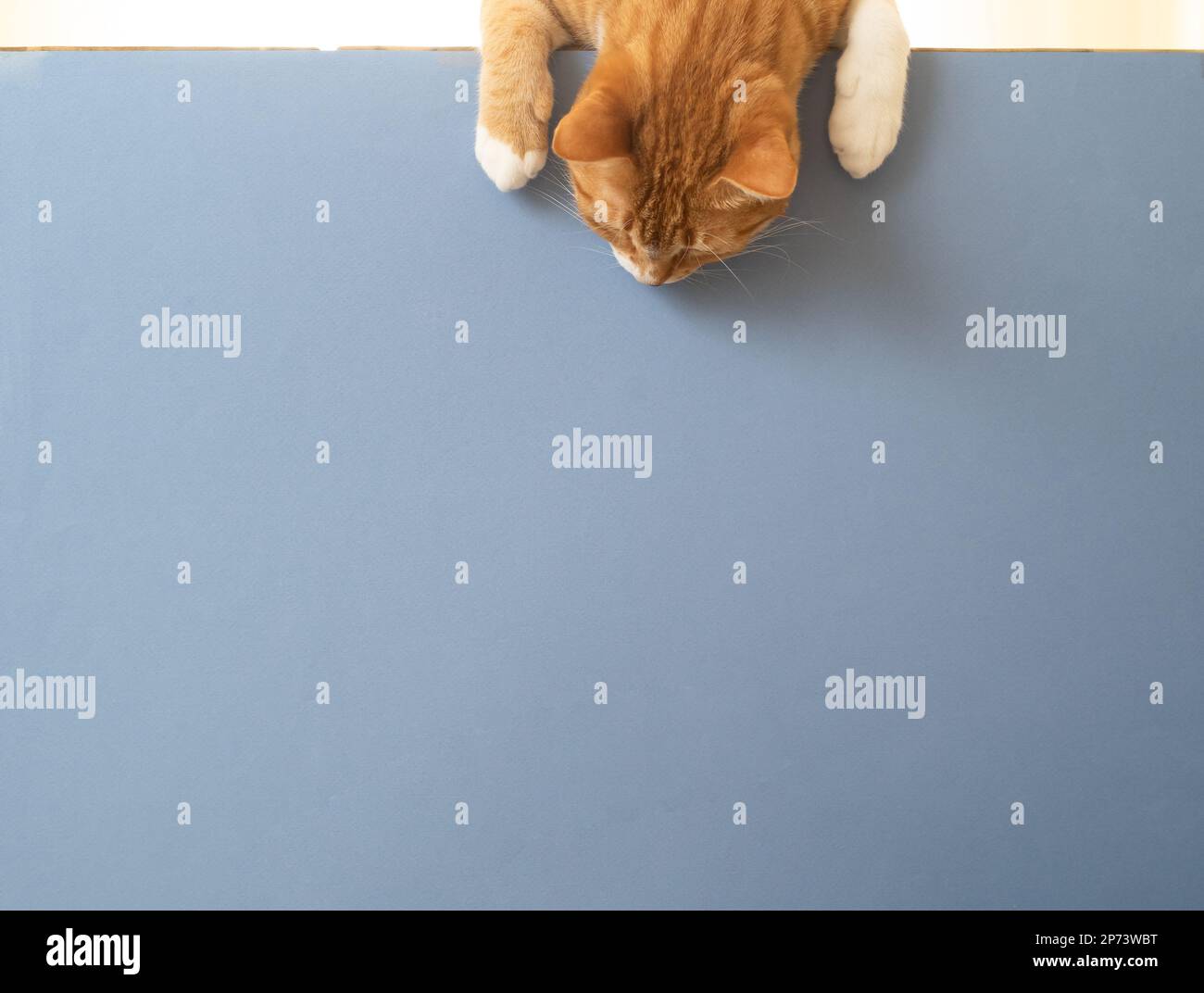 Primo piano foto di gatto tabby domestico giallastro che cerca giù per lo spazio di copia o lo spazio per il testo. Concetto di animali da compagnia o animali domestici. Foto Stock