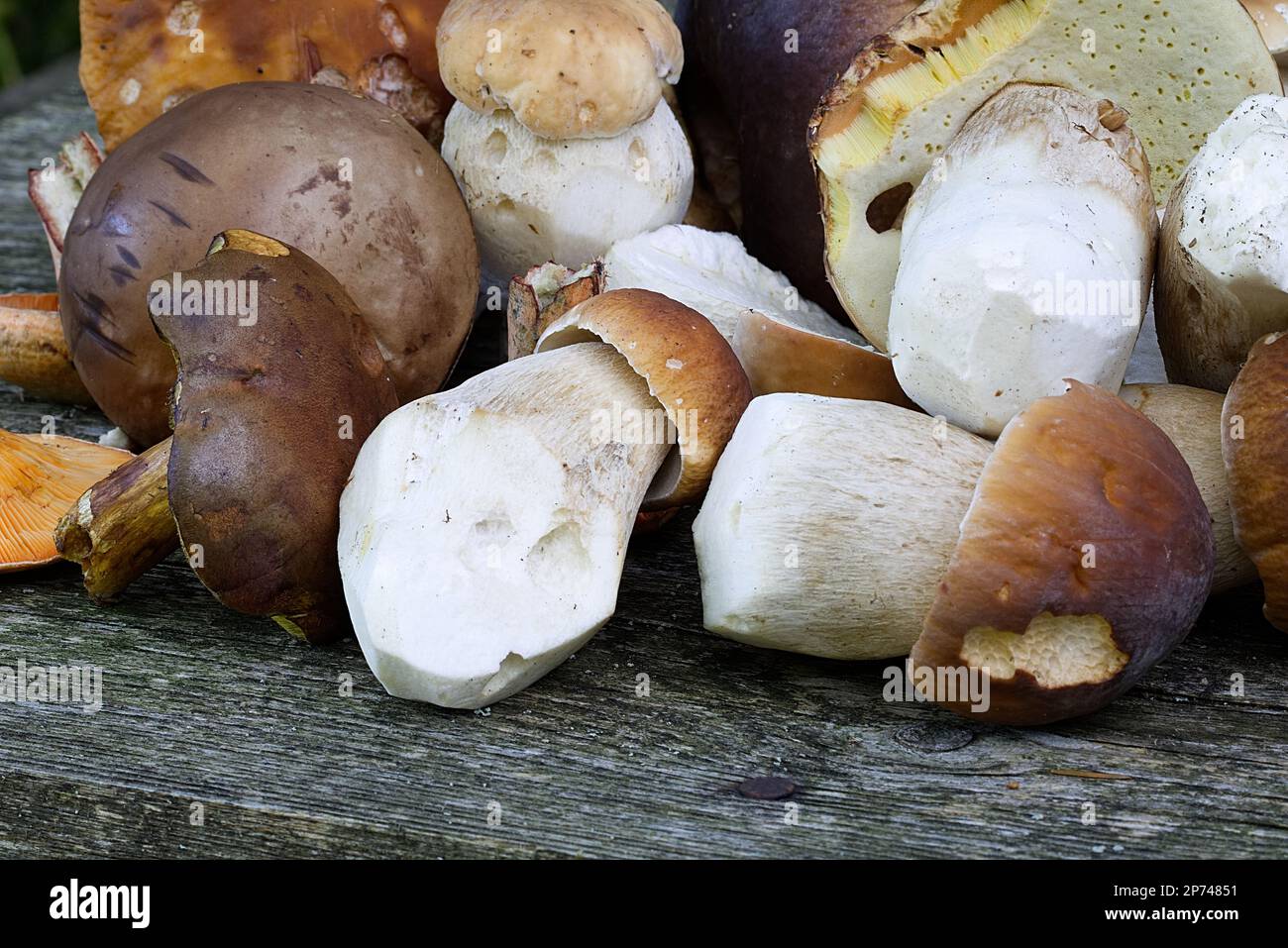 Foresta raccolta funghi sul vecchio tavolo di legno Foto Stock