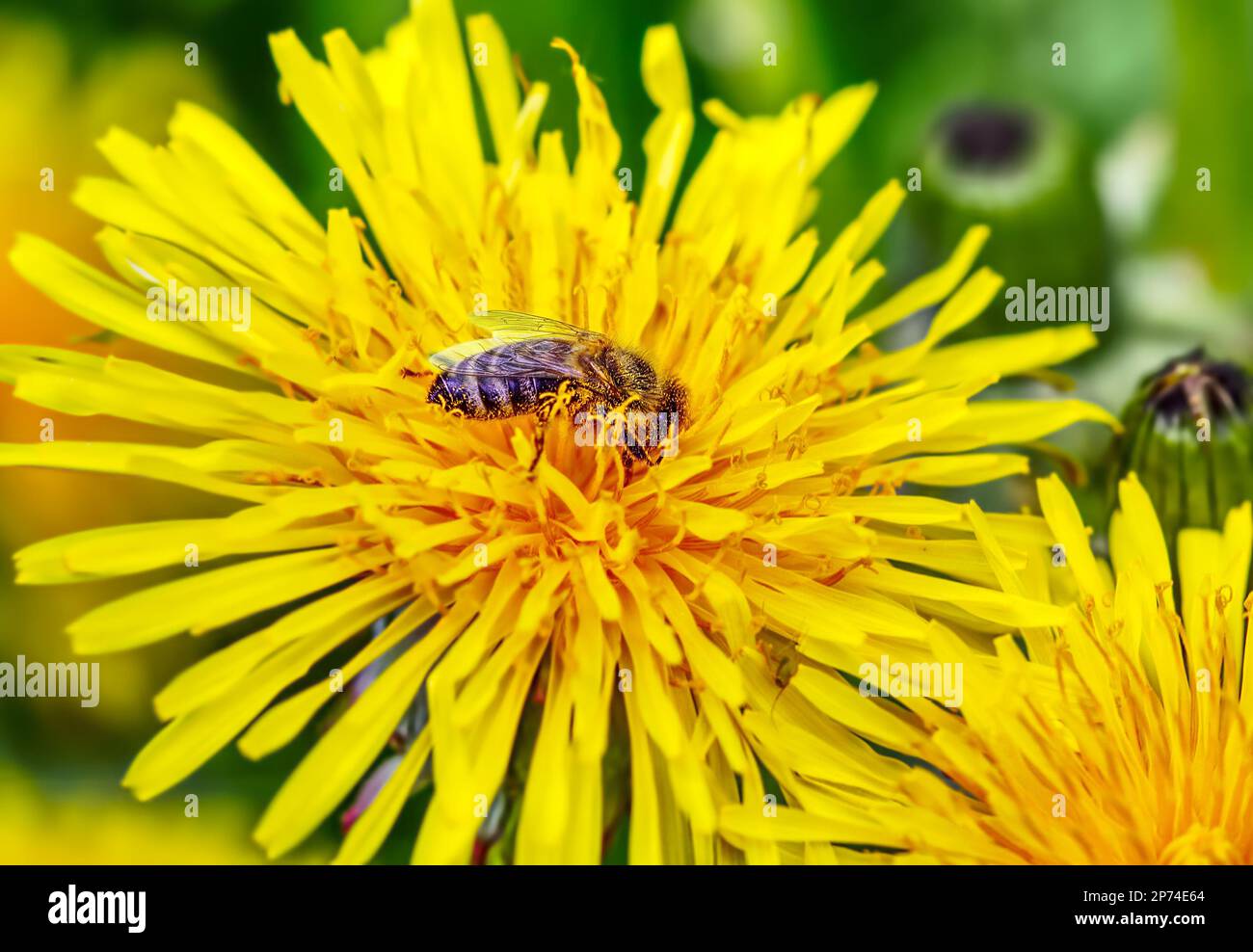 Ape raccolta nettare da un fiori selvatici in giornata di sole Foto Stock