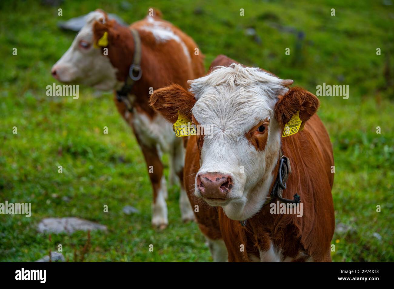 Due vitelli in piedi fianco a fianco Foto Stock
