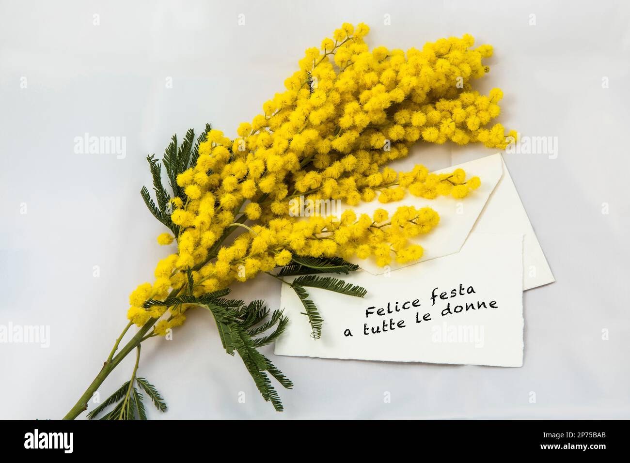 mimosa fiori nel giorno delle donne Foto Stock