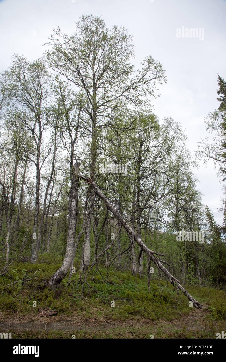 Foresta di betulle delle highland a Stormdalen, nel Parco Nazionale di Saltfjellet-Svartisen, nella provincia di Nordland, in Norvegia. Foto Stock