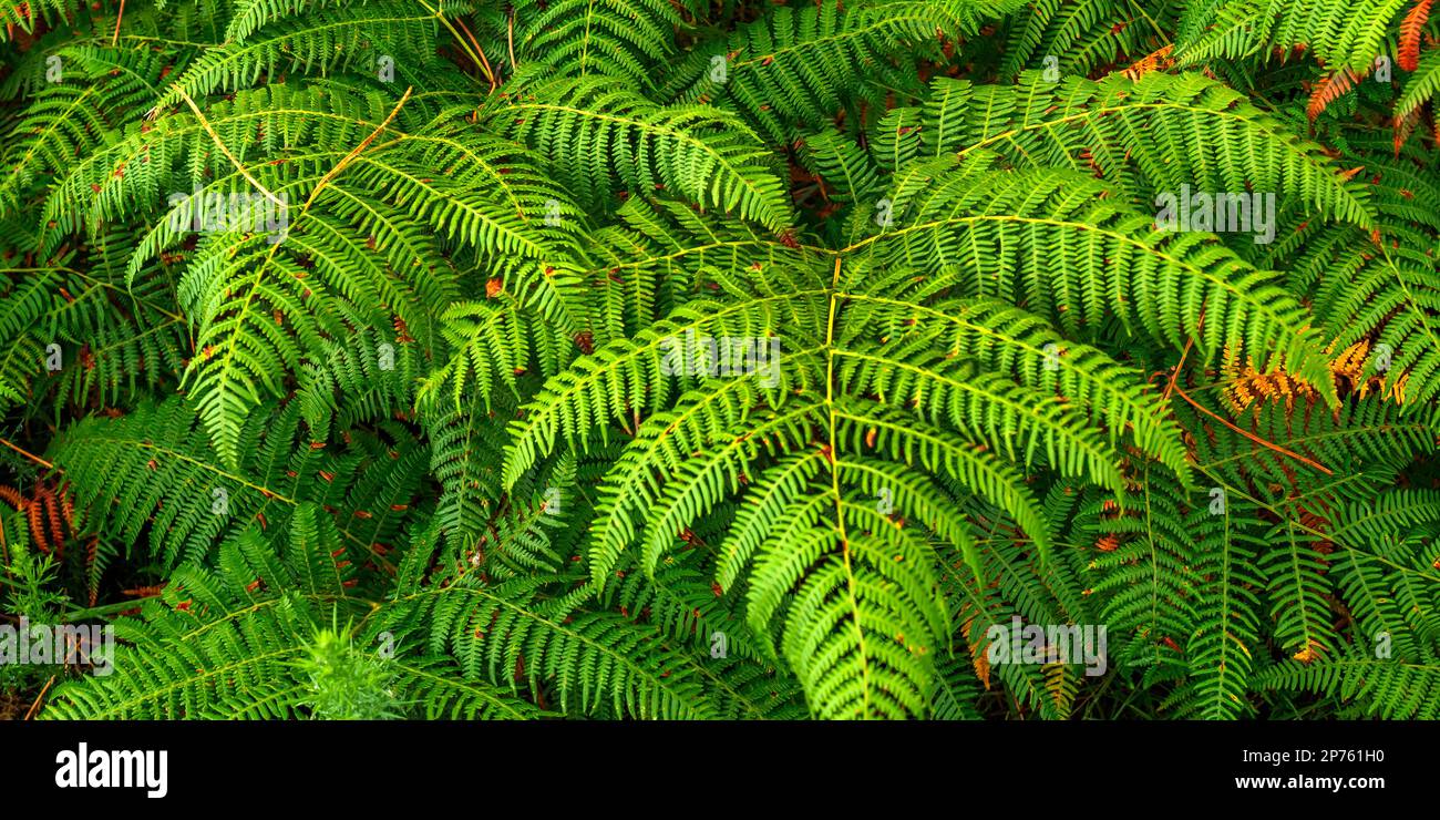 Vegetazione densa Vista delle foglie di Fern alla foresta sfondo testurizzato Foto Stock