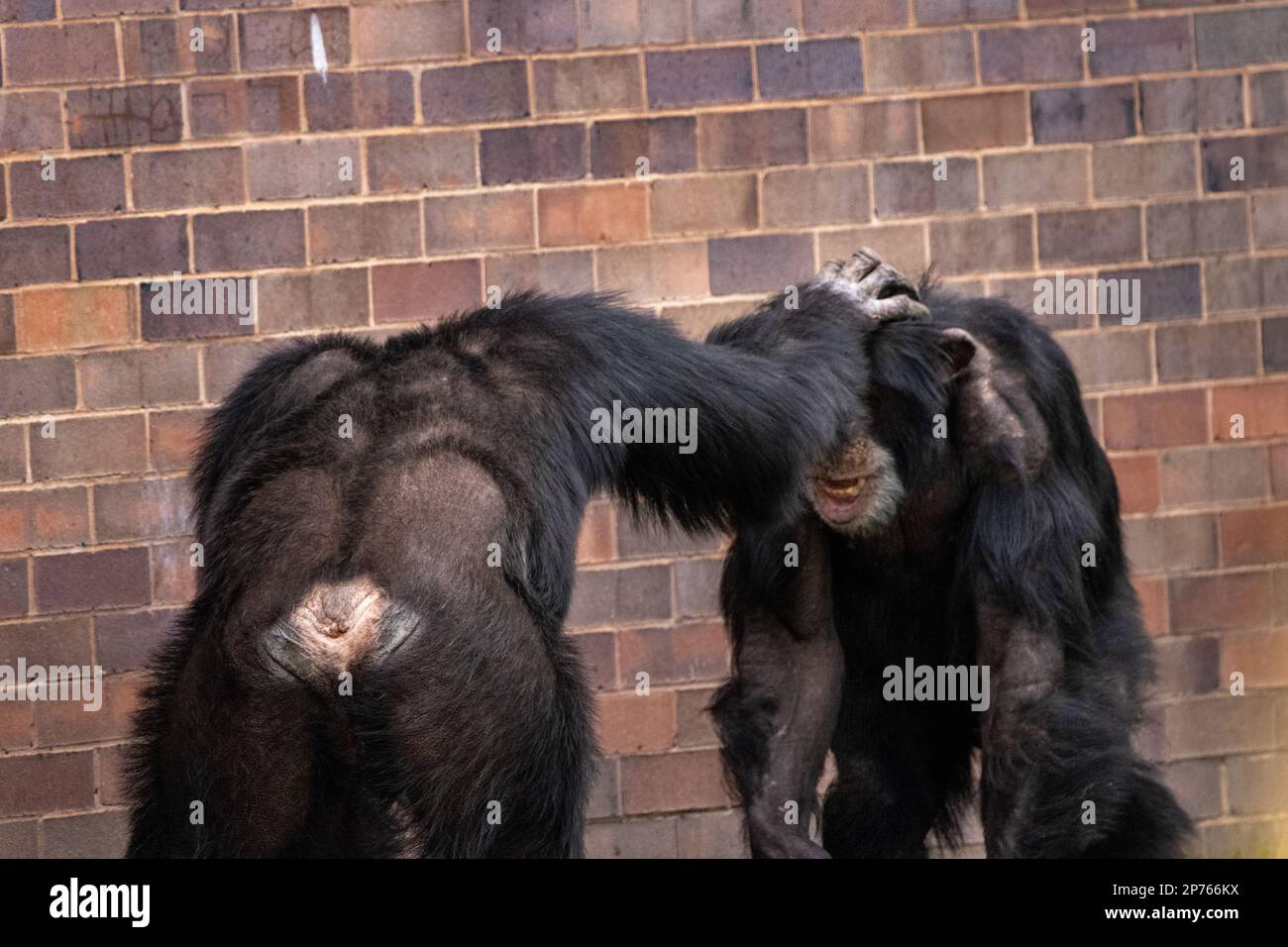 Immagini ESILARANTI mostrano due scimps dello zoo di Chester impegnati in un argomento riscaldato seguito da schiaffi di testa. Foto Stock