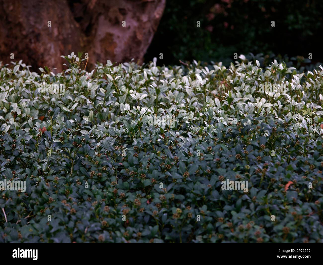Arbusti da giardino sempreverdi con piccole foglie che formano una siepe in inverno. Foto Stock