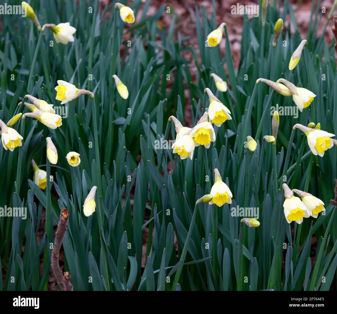 Fiori invernali bianchi e gialli del narciso narciso Regina Mum. Foto Stock
