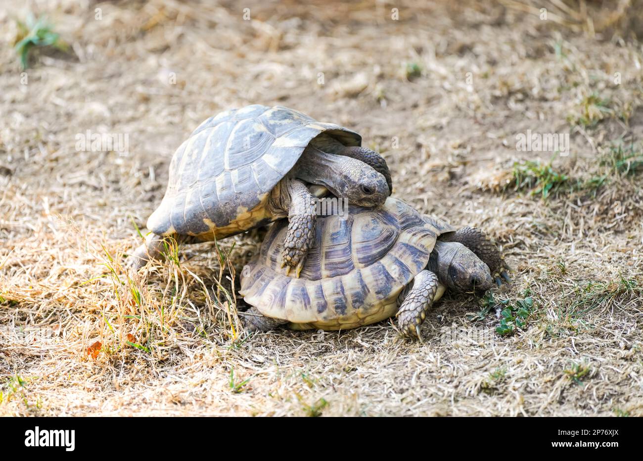 Due tartarughe si accoppiano. Stagione di accoppiamento negli animali. Foto Stock