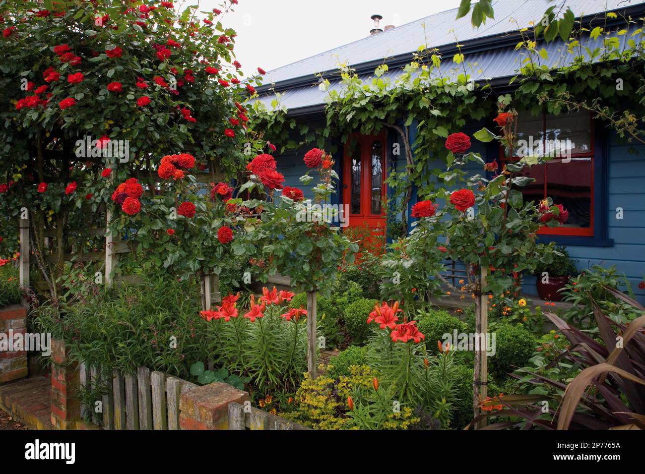 Rose arco e rose standard in giardino cottage Foto Stock