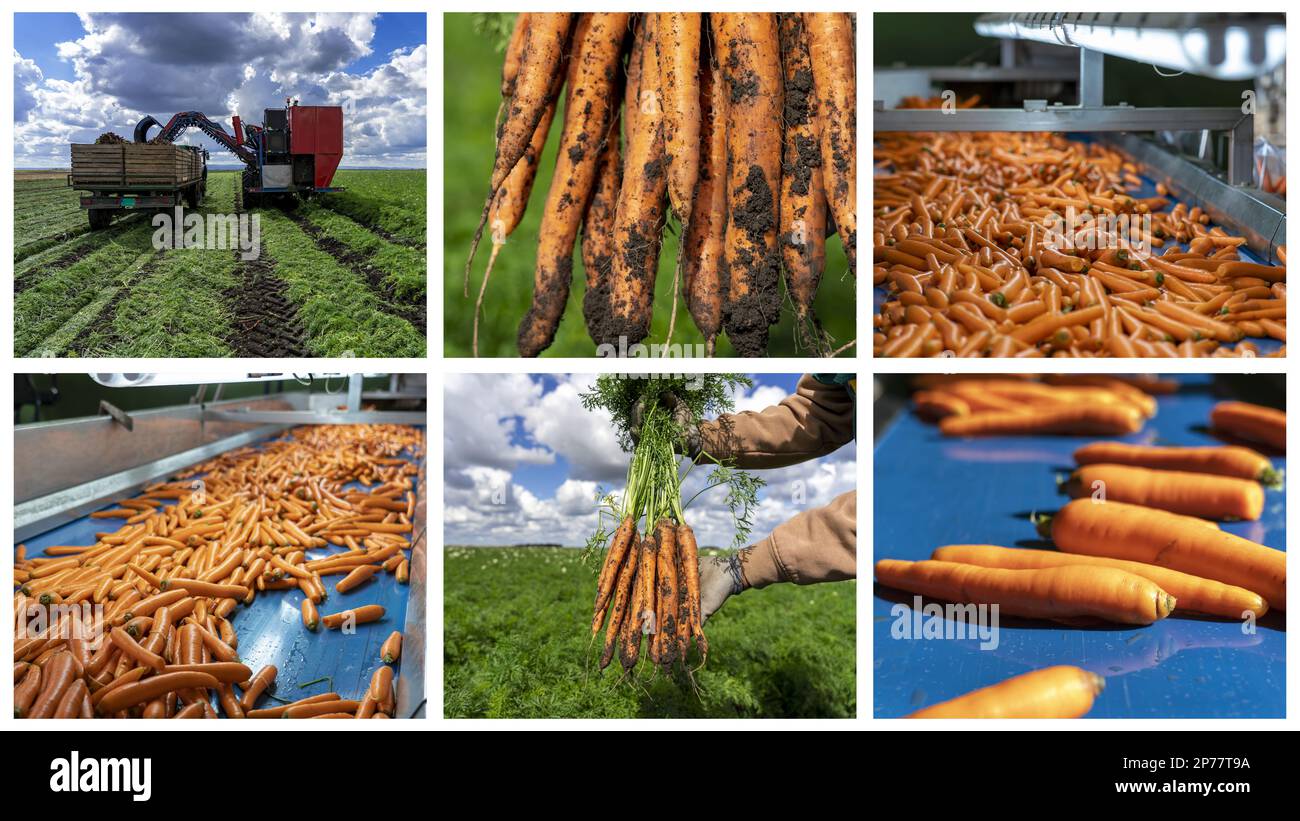 Lavorazione della carota in Packing House prima della distribuzione sul mercato. Scarico della trinciacaricatrice in movimento su un rimorchio del trattore. Carota raccolto ha inizio Foto Stock