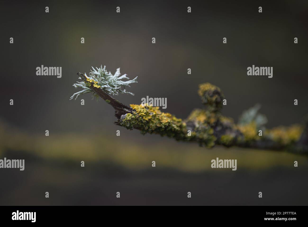 Muschio, lichene su un ramo. Primo piano su texture e colori. Foto Stock