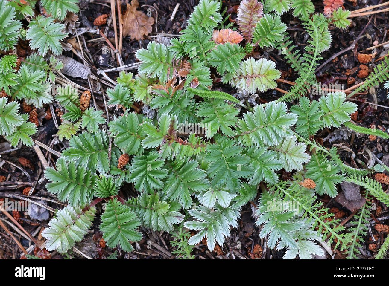 Silverweed, Argentina anserina, chiamato anche Potentilla anserina, rosetta basale di una pianta selvatica che cresce in Finlandia Foto Stock