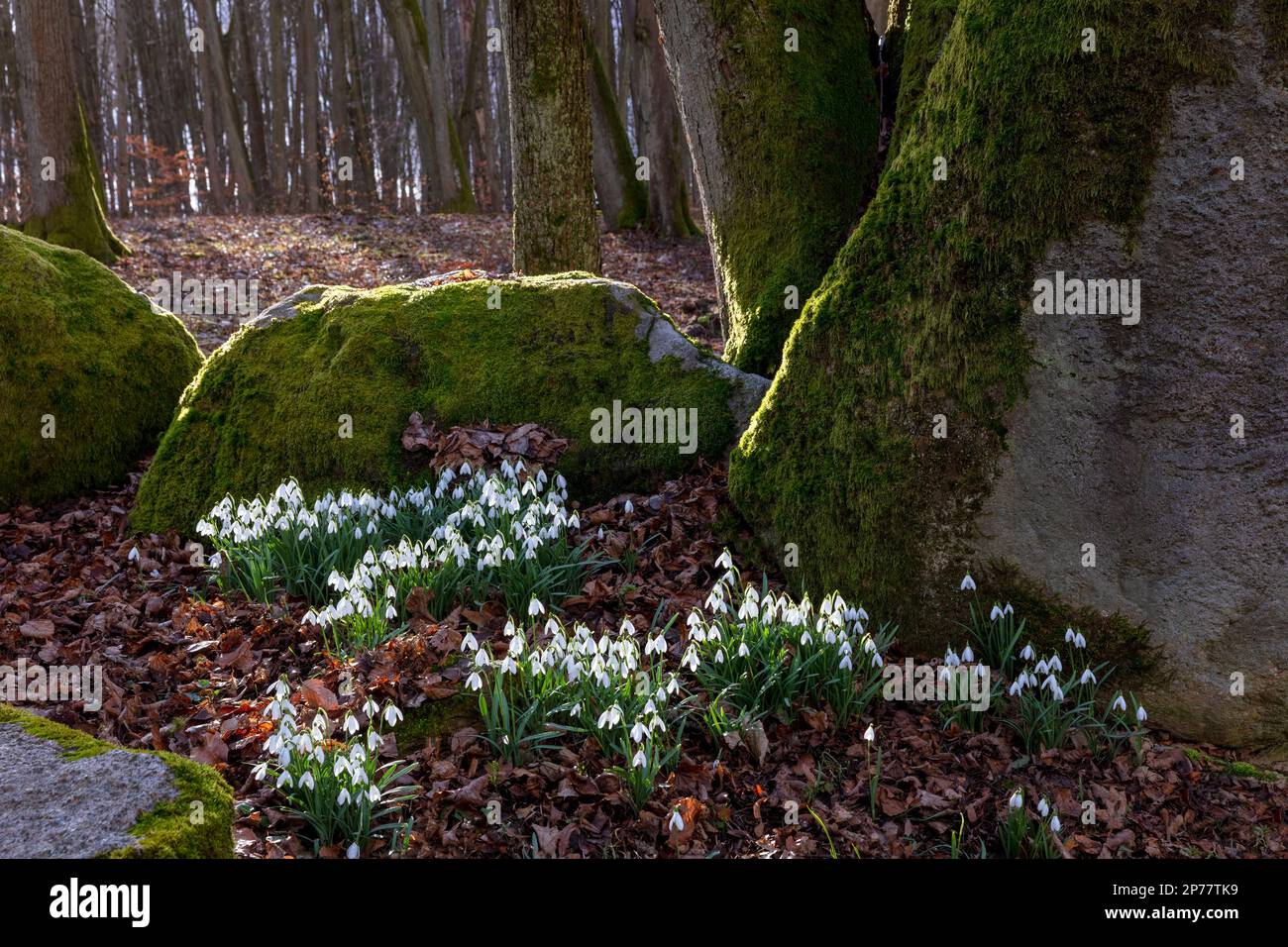 Parco Nazionale di Roztocze, snowdrops, Polonia Foto Stock