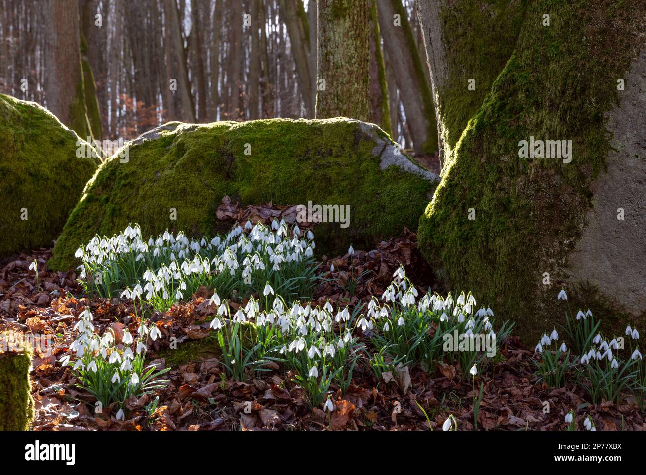 Parco Nazionale di Roztocze, snowdrops, Polonia Foto Stock