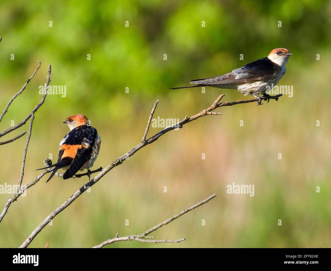 Coppia di swallows a strisce più grandi appollaiati su un ramo Foto Stock