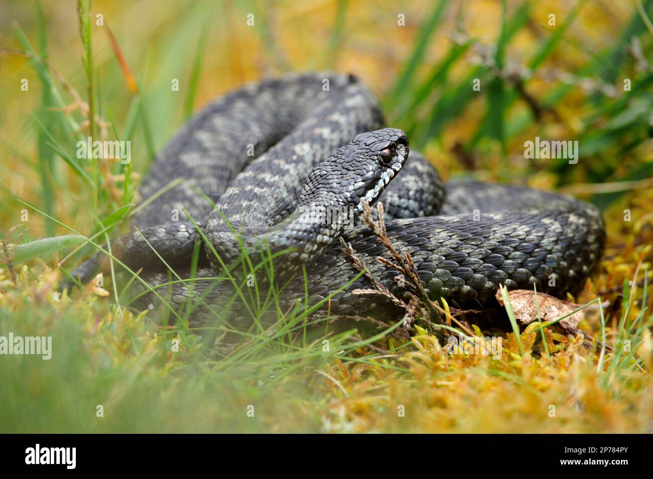 Adder (Vipera berus) serpente maschio avvolto in posizione difensiva, Cheviot Hills, Northumberland National Park, Inghilterra, maggio 2008 Foto Stock