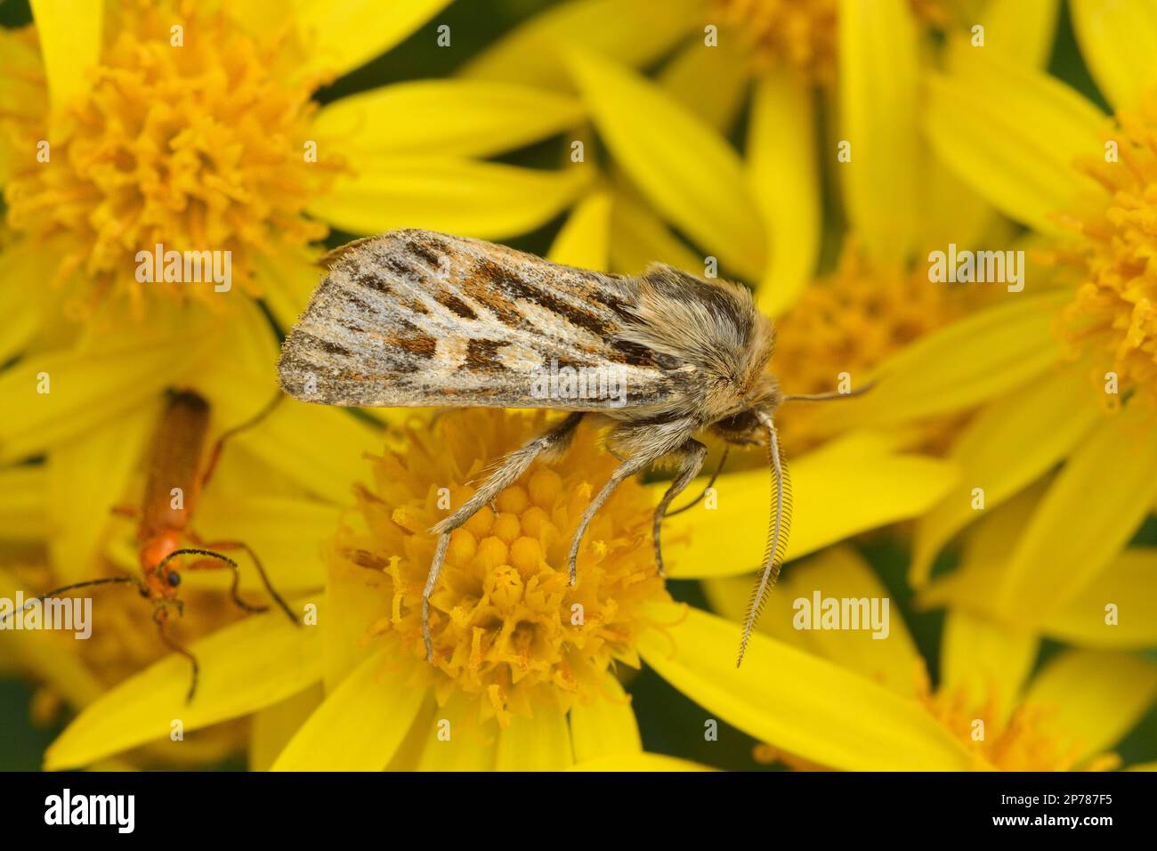 Antler Moth (Cerapteryx graminis) fotografato su fiori comuni ragwort (Senecio jacobaea) St Abbs Head NNR, Berwickshire, Scozia Foto Stock