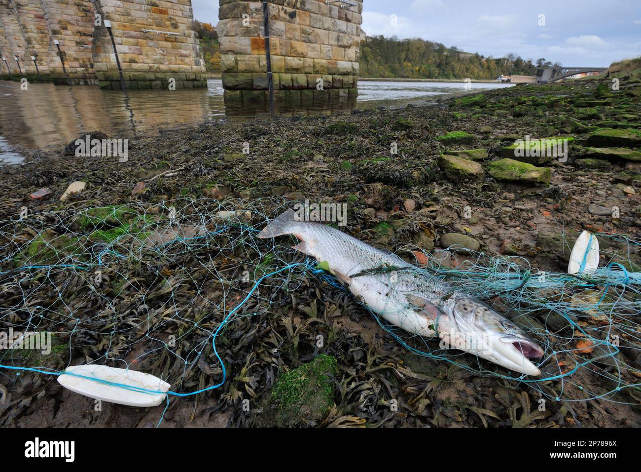 Salmone Atlantico (Salmo salar) pesce maturo catturato da una rete di aneto monofilamento bracconieri sul fiume Tweed vicino a Berwick-upon-Tweed, confini scozzesi Foto Stock