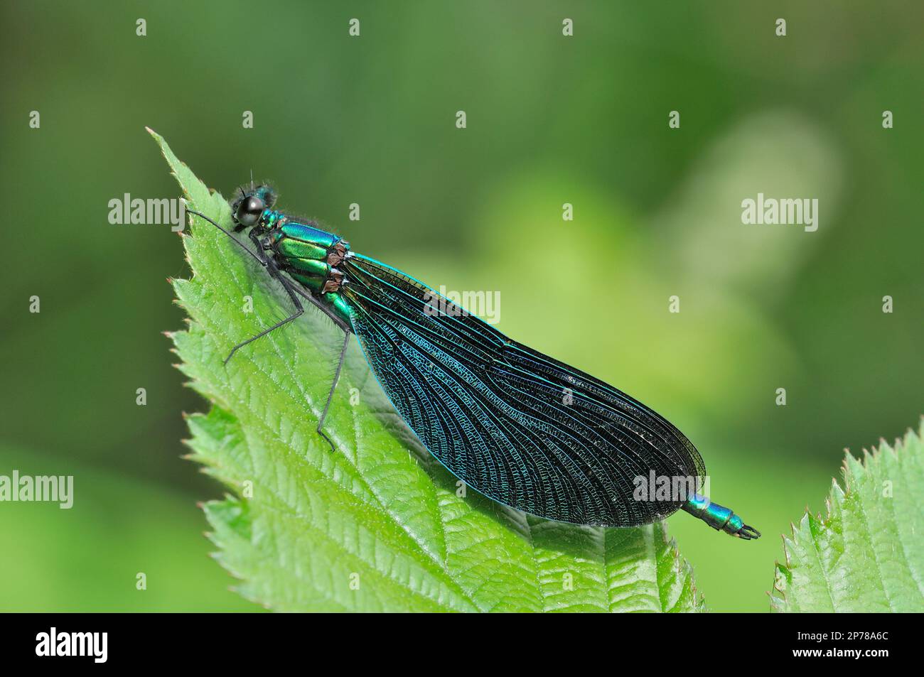 Bella Demoiselle Damselfly (Calopteryx virgo) riposante su foglia di betulla da Loch, Knapdale, Argyll, Scozia, luglio 2009 Foto Stock