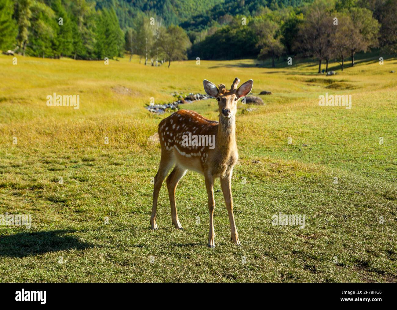 Cervi Sika e area di piccolo anling xing Foto Stock