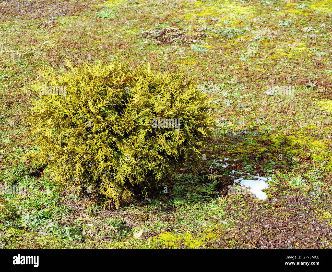 La piccola thuja verde a forma di palla cresce nel terreno e nell'erba sparsa Foto Stock