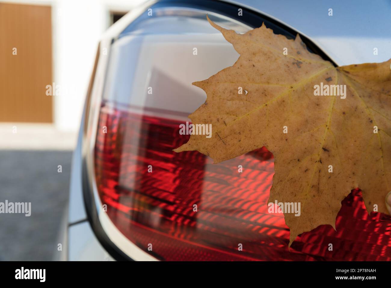 Foglia di acero secco sulla luce posteriore della vettura. Foto Stock