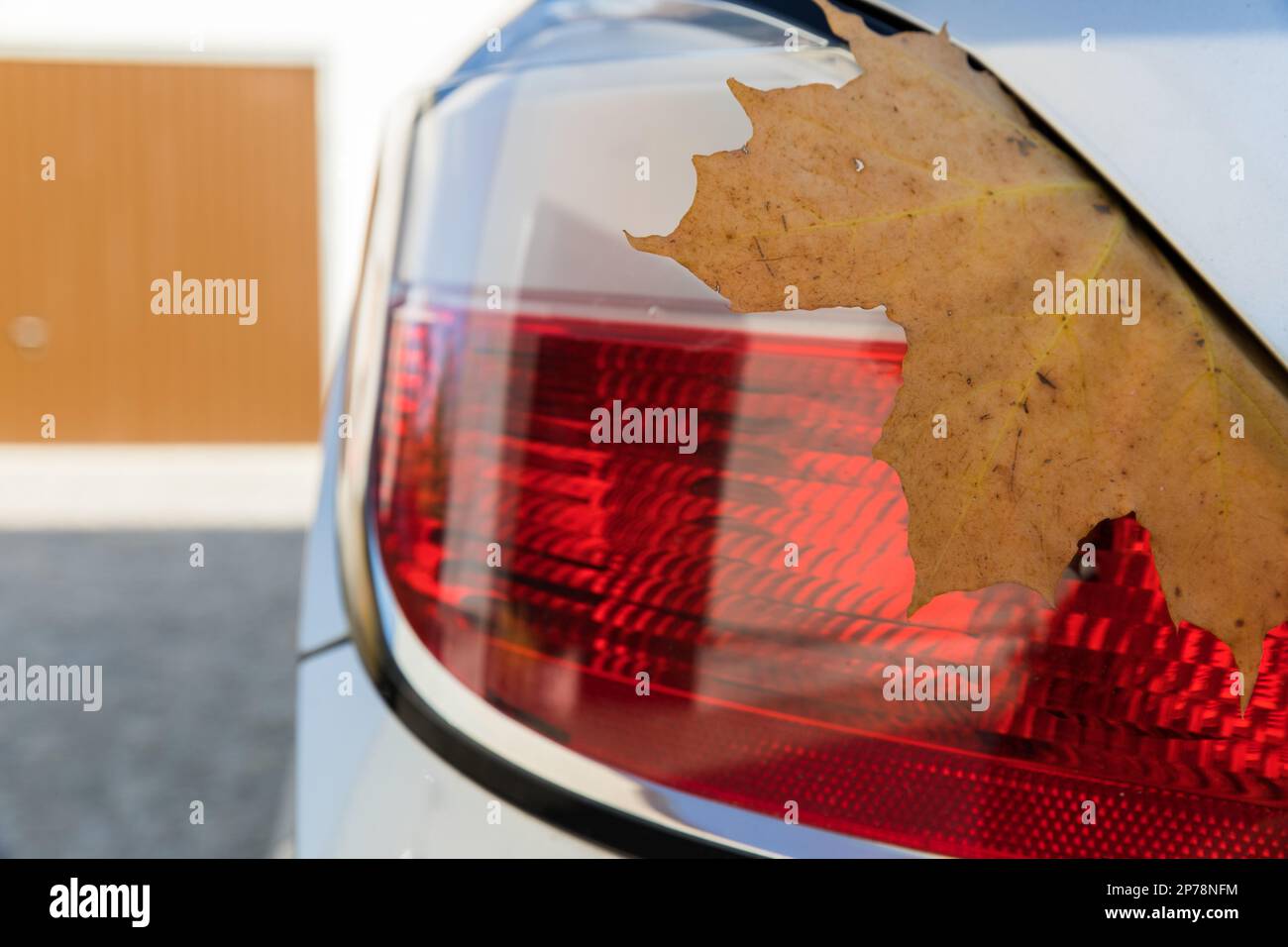 Foglia di acero secco sulla luce posteriore della vettura. Foto Stock