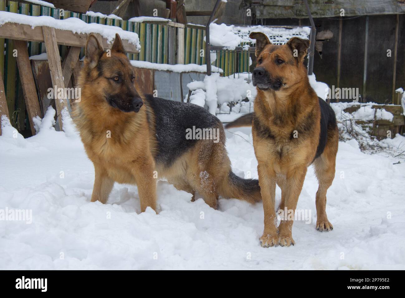 Un paio di cani pastore tedeschi sulla neve in inverno Foto Stock