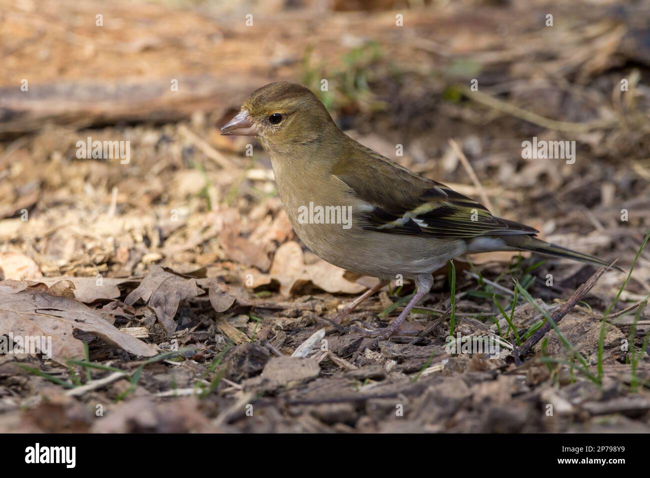 Chaffinch Coelebs Fringilla, femmina uccello buffo marrone paler sotto bianco ala barra e spalla patch inizio stagione primaverile sul terreno da pelle di uccello Foto Stock