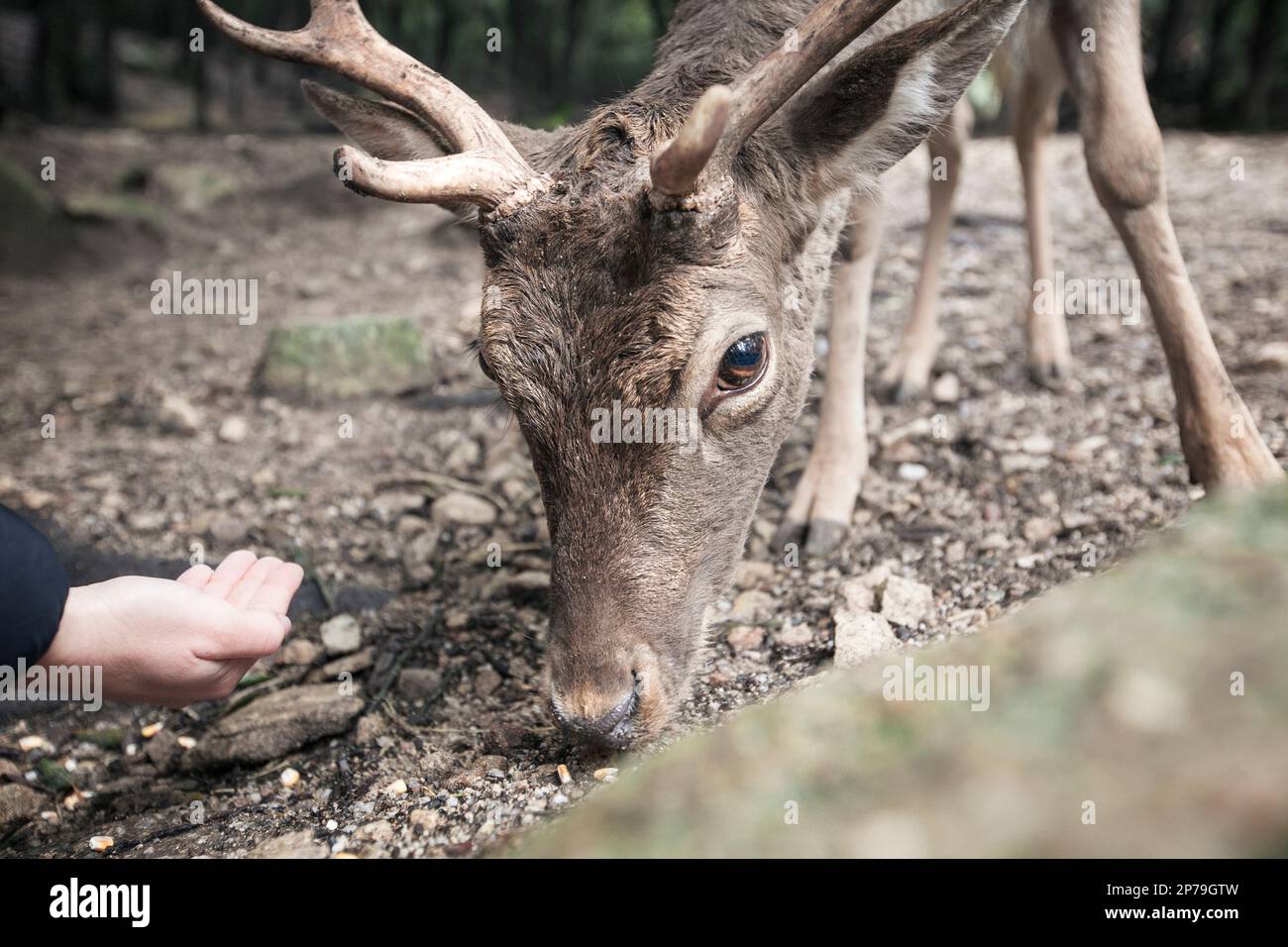 Primo piano di un giovane capriolo di daino comune che viene alimentato a mano. Foto Stock