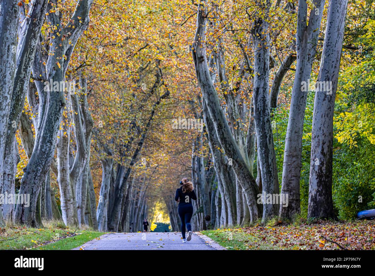 Autunno nel giardino del palazzo inferiore, viale di platani con alberi dai colori colorati dell'autunno, una donna che fa jogging, Stoccarda, Baden-Wuerttemberg Foto Stock