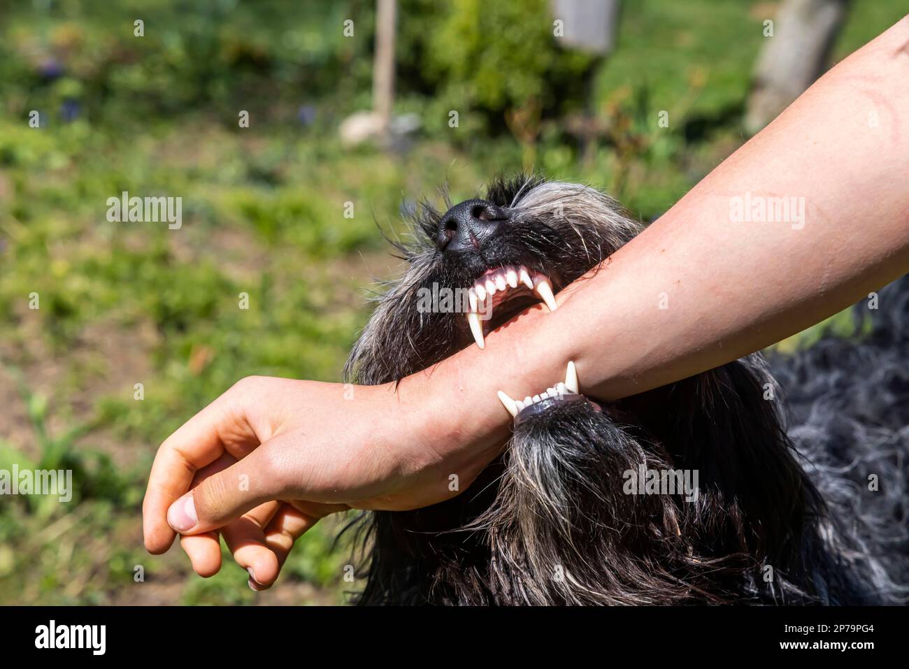 Attenzione cane mordente, vecchio cane pastore tedesco mordente un uomo, Muensingen, Baden-Wuerttemberg, Germania Foto Stock