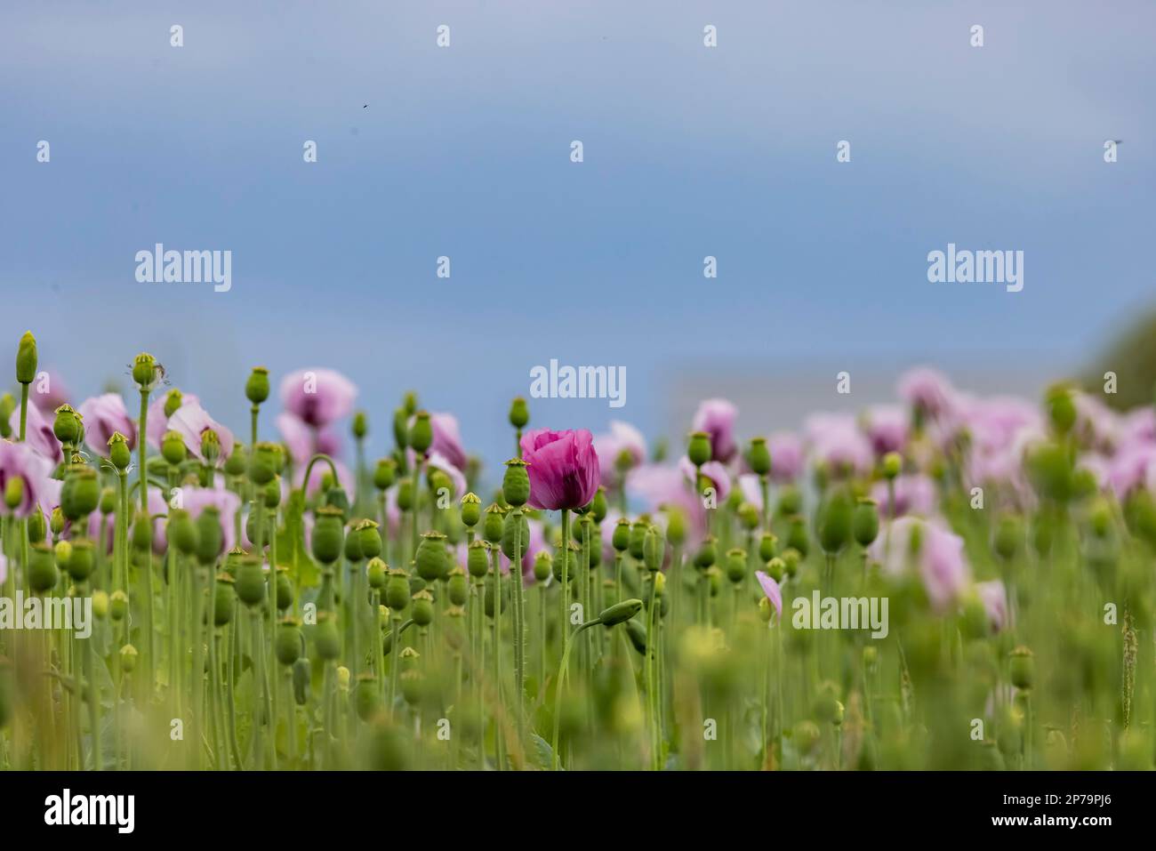 Papavero di oppio (Papaver somniferum), campo di papavero fiorito vicino a Reutlingen, Baden-Wuerttemberg, Germania Foto Stock