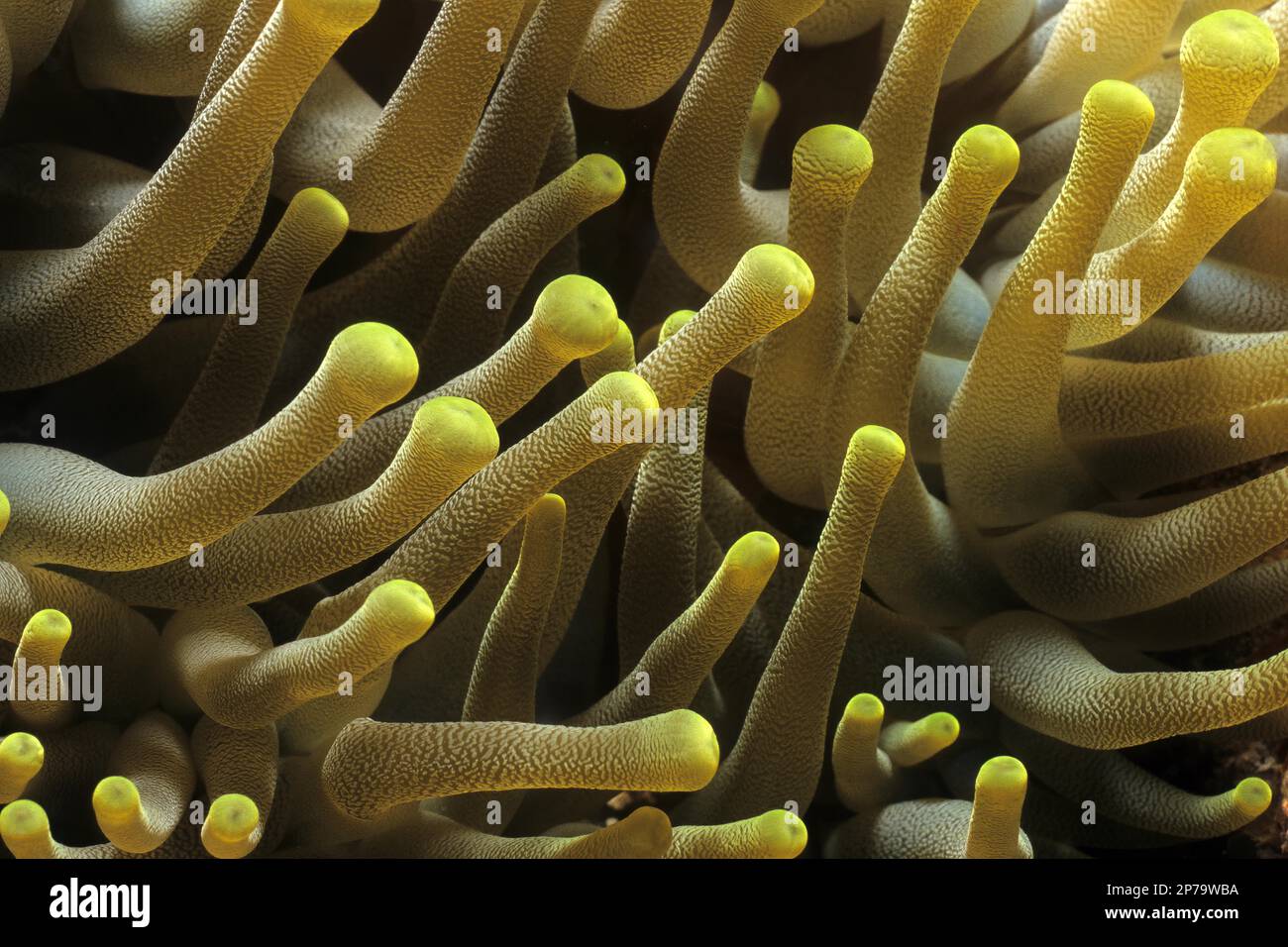Primo piano dei tentacoli tentacoli di mare anemone bolla-punta anemone (Entacmaea quadricolor), Oceano Indiano, Indo-Pacifico, Maldive Foto Stock