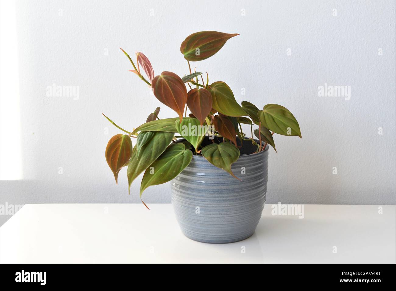 Philodendron micans, una pianta di casa con foglie a forma di cuore e velluto, isolata su uno sfondo bianco in un vaso grigio. Orientamento orizzontale. Foto Stock