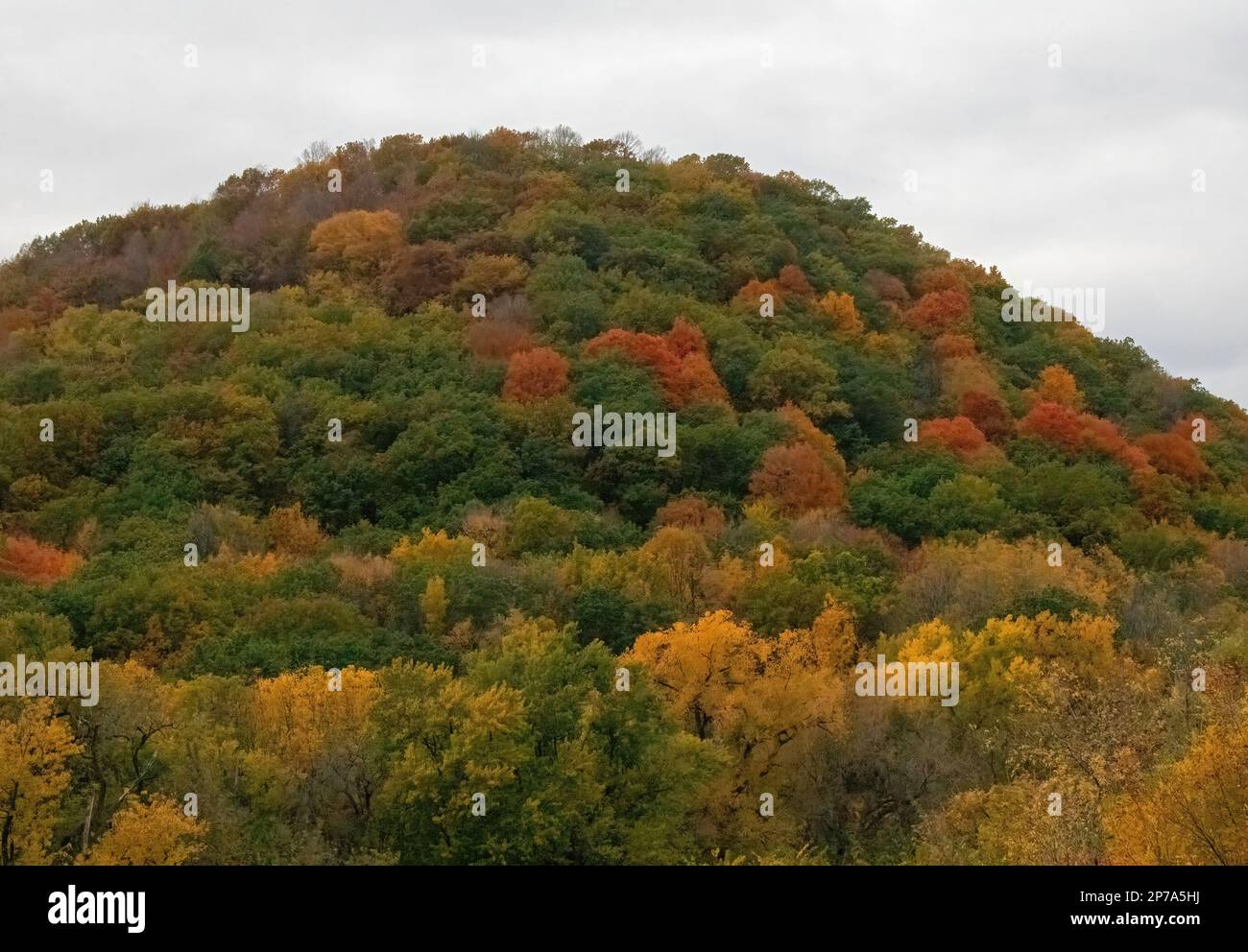 Foglie di colore autunnale sugli alberi che ricoprono gli alti promontori che circondano la città di Winona, Minnesota USA. Preso su un pomeriggio nuvoloso di caduta. Foto Stock