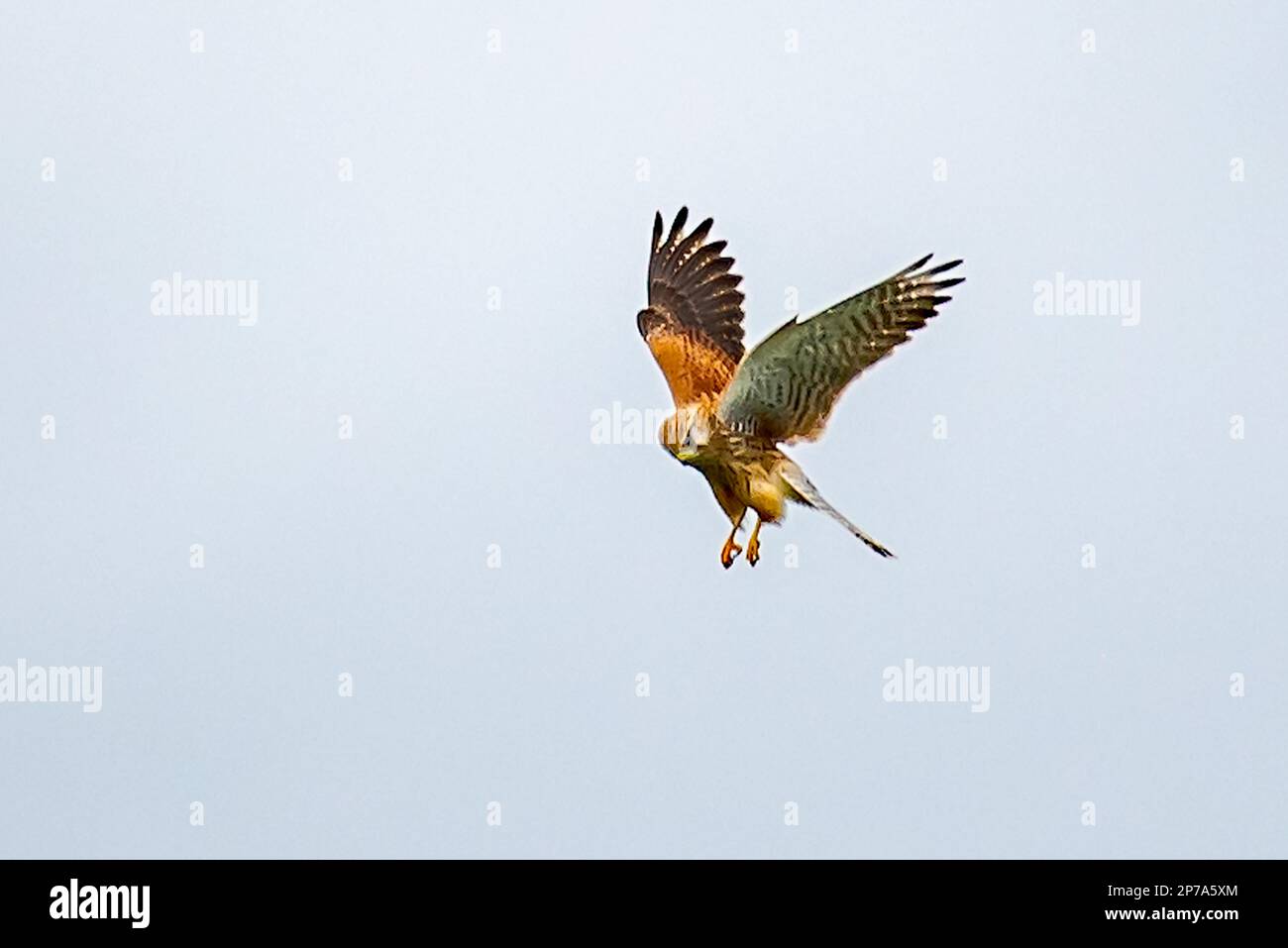 Caccia hobby Foto Stock