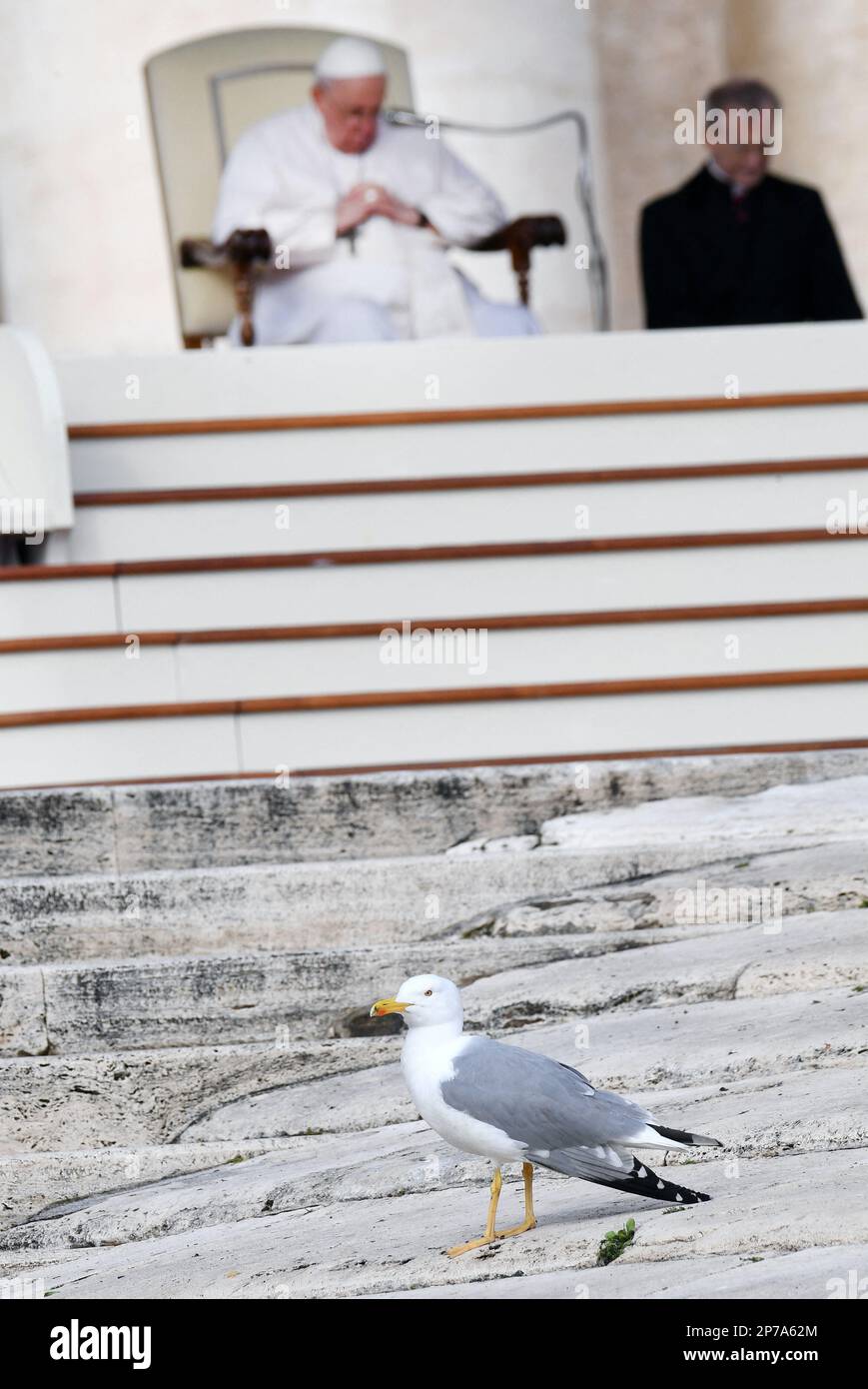 Vaticano, 8 marzo 2023. Un gabbiano cammina mentre papa Francesco guida l'udienza generale settimanale in Piazza San Pietro in Vaticano il 8 marzo 2023. Foto di Eric Vandeville/ABACAPRESS.COM Credit: Abaca Press/Alamy Live News Foto Stock