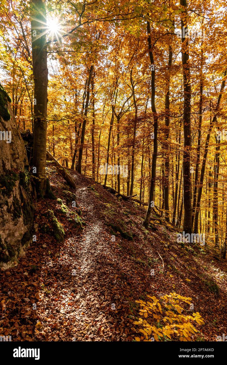 Il sentiero conduce attraverso la foresta autunnale inondata di luce, l'Albo Svevo, Baden-Wuerttemberg, Germania Foto Stock