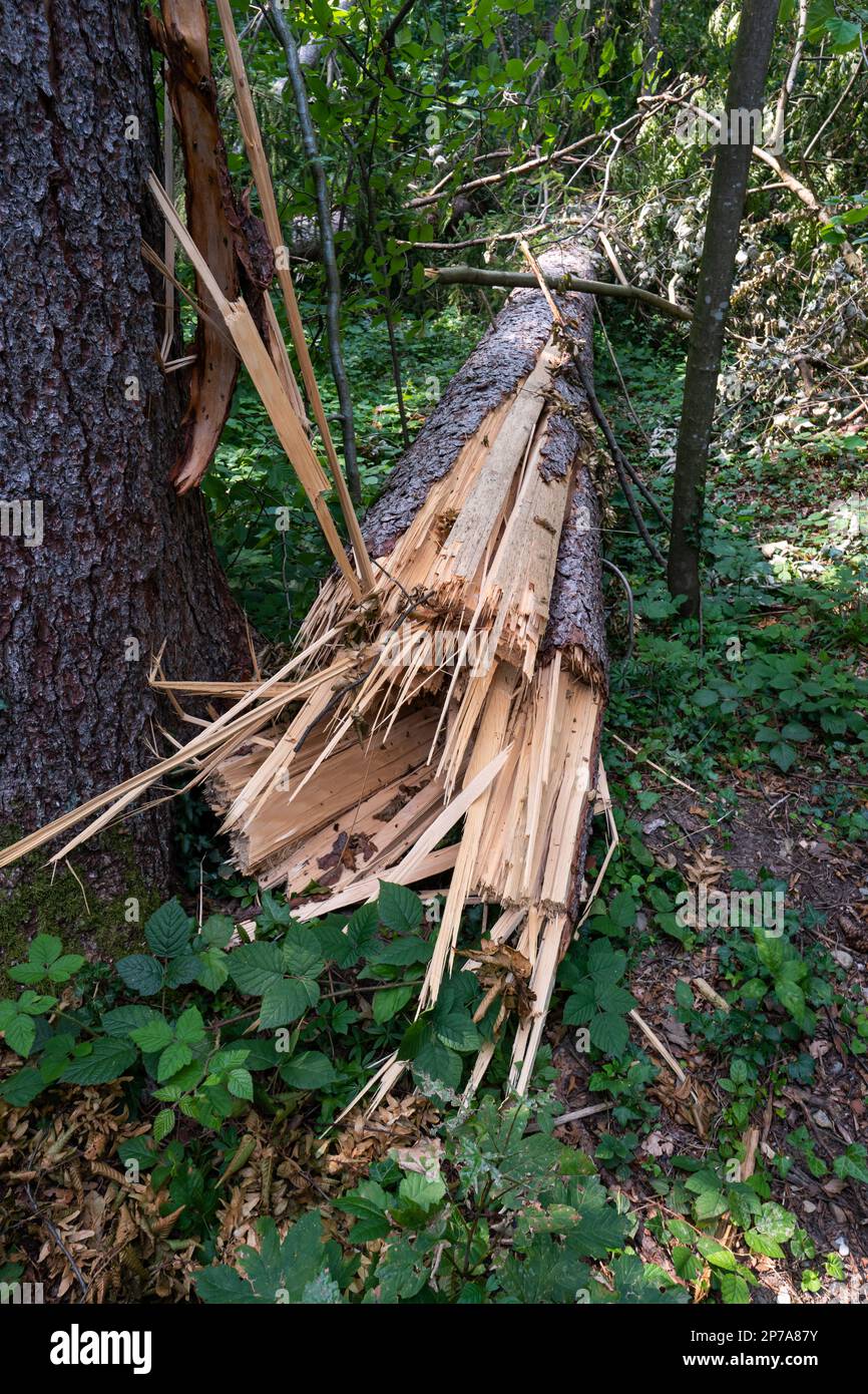 Grande albero della foresta strappato a metà dopo una tempesta massiccia. Grandi schegge, d'estate di giorno, nessuna gente. Europa. Foto Stock