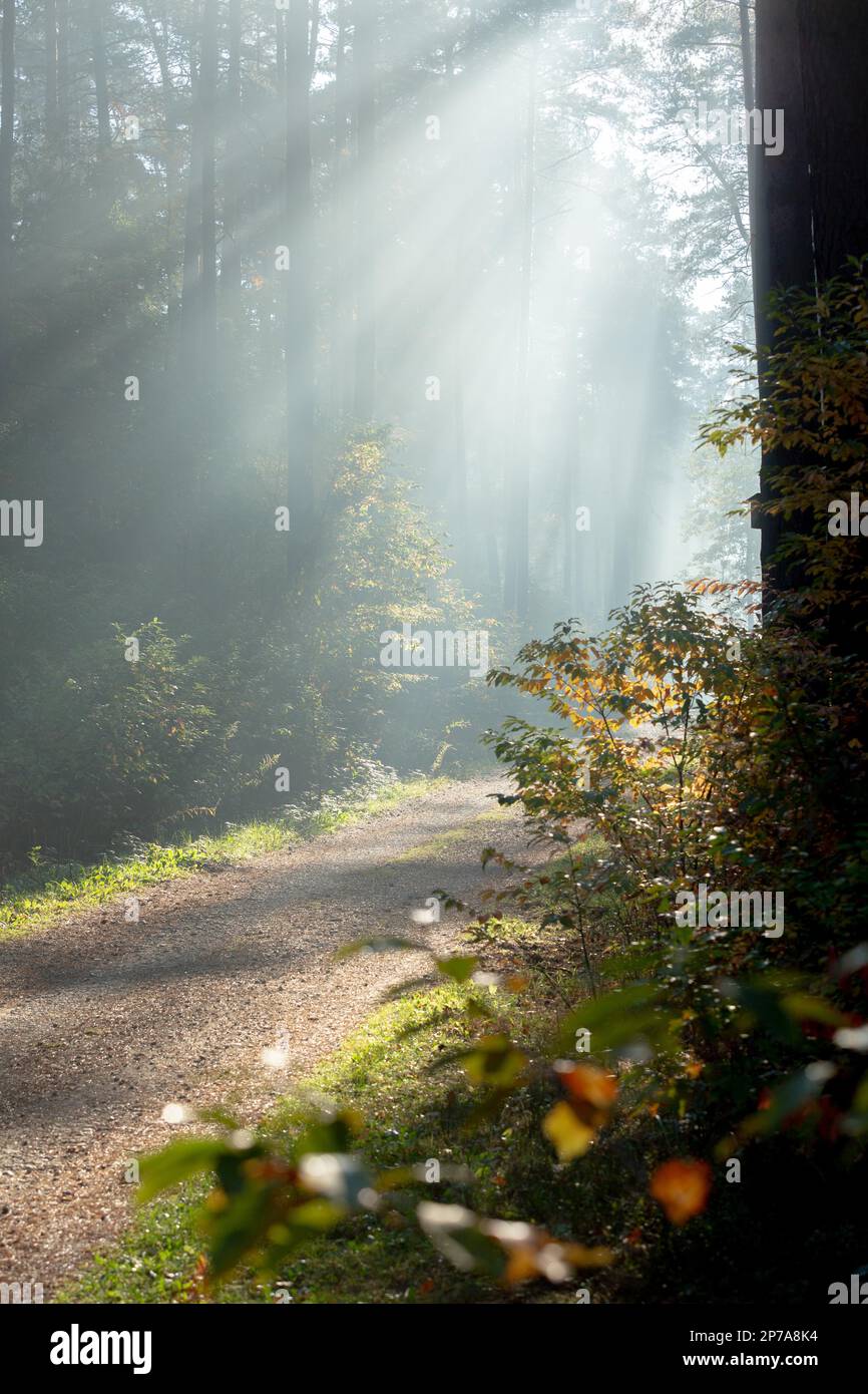 Bella mattina raggi di sole che illuminano la strada forestale. Polonia, Polonia, Europa Foto Stock