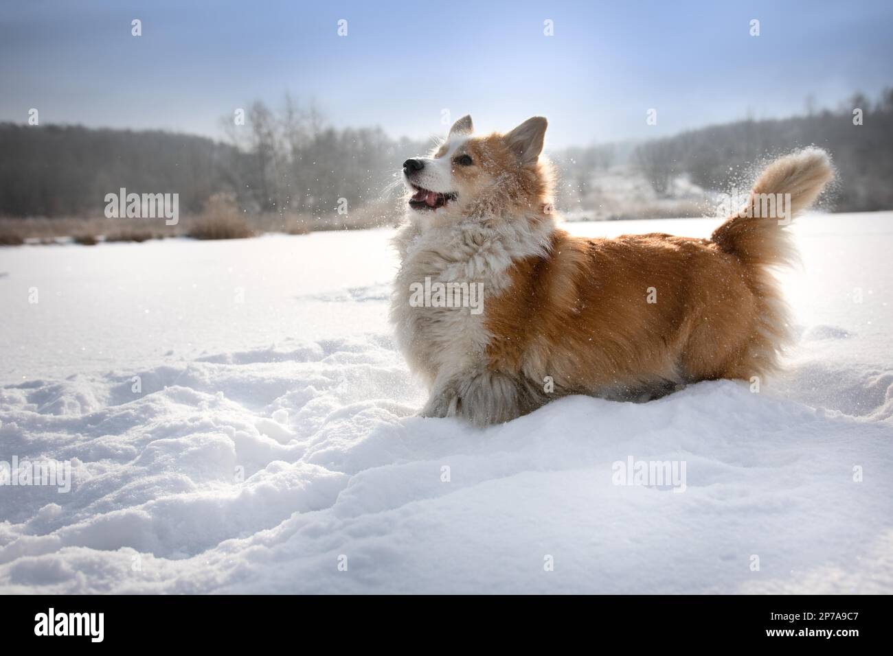 Cane gallese Corgi Pembroke in scenario invernale su un lago ghiacciato cane felice nella neve Foto Stock
