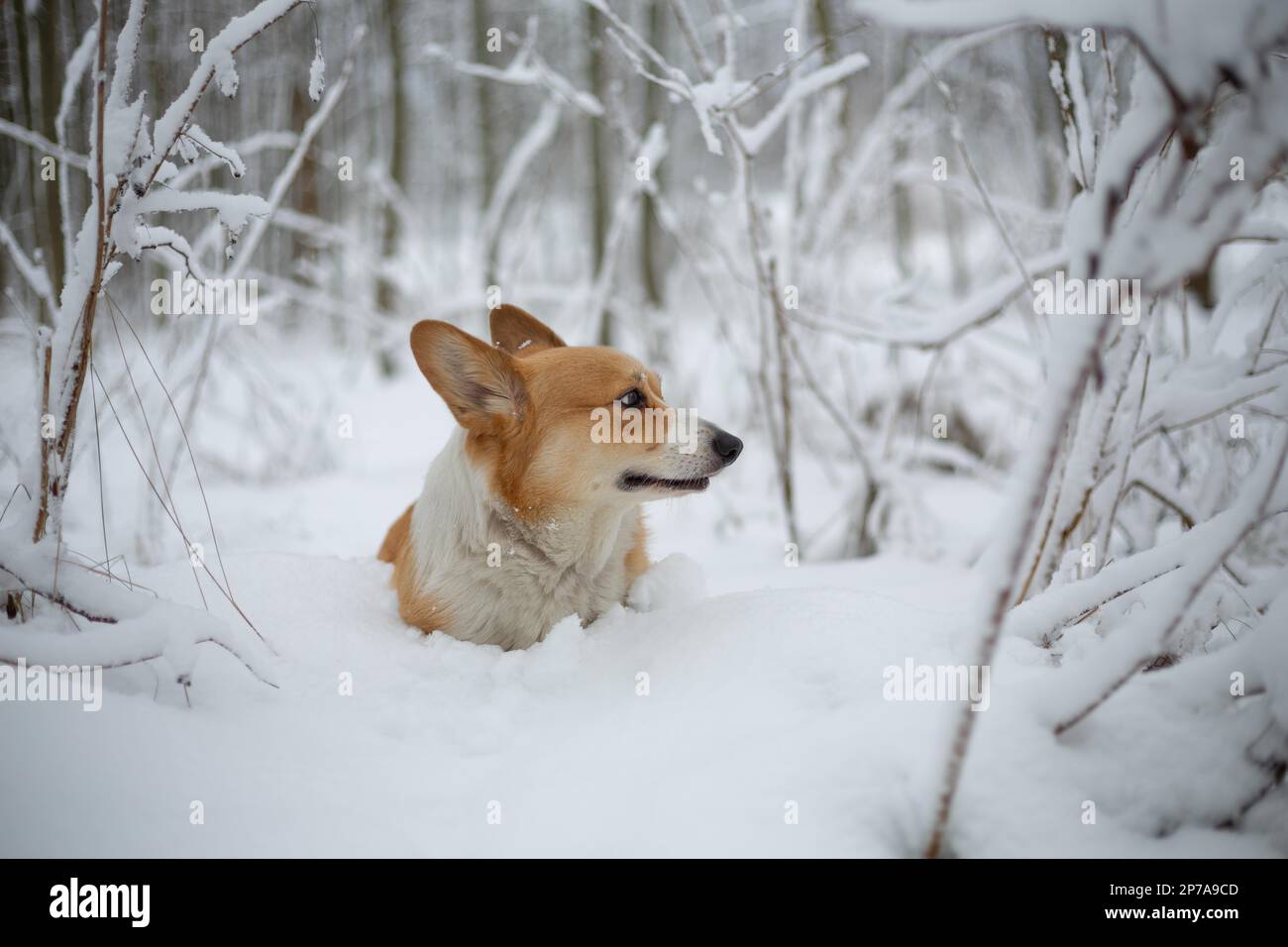 Gallese Corgi Pembroke cane in inverno scenario felice cane nella neve Foto Stock